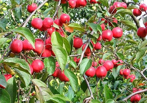 ต้นแอปเปิ้ลเนดซเวตสกี้