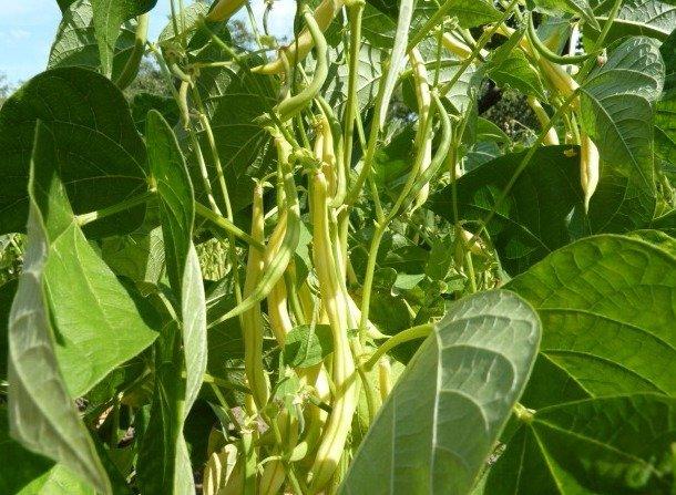 ถั่วฝักยาว