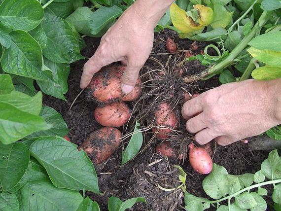 มันฝรั่งจำนวนมาก