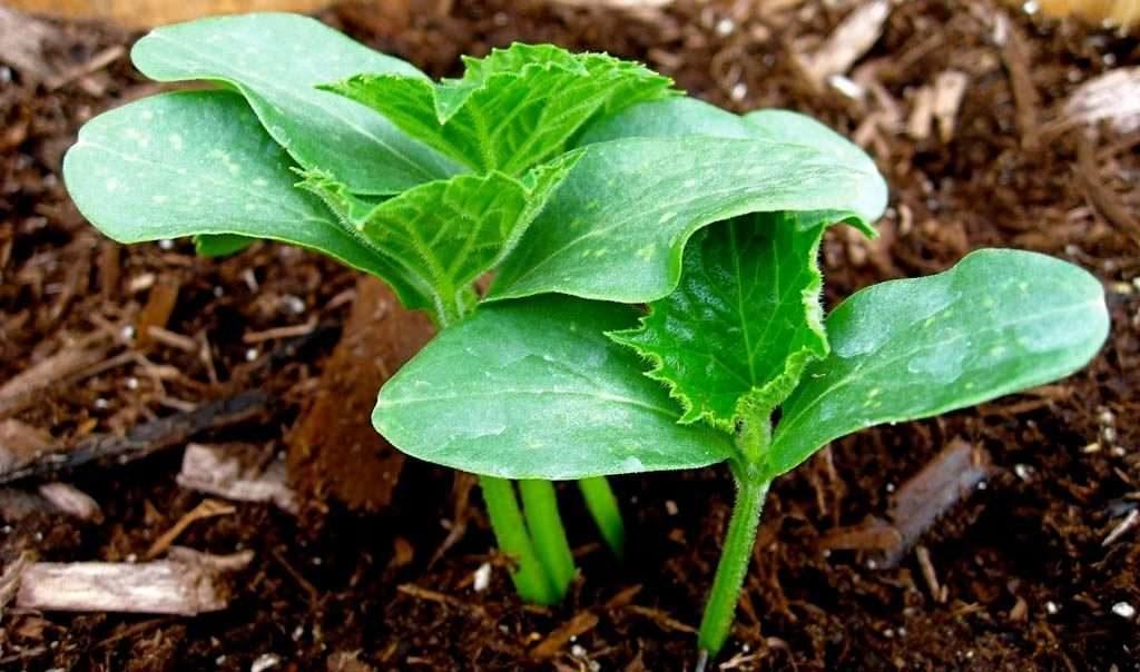 การใส่ปุ๋ยแตงโม