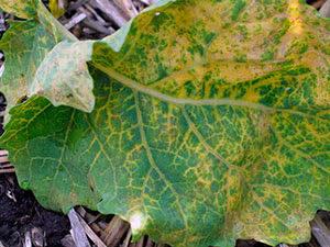 ฟูซาเรียม