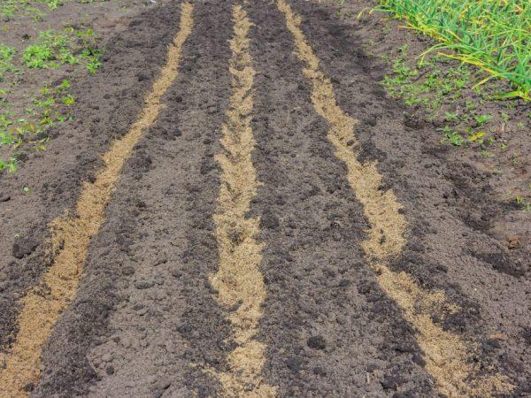 แปลงปลูกก่อนหว่านเมล็ด