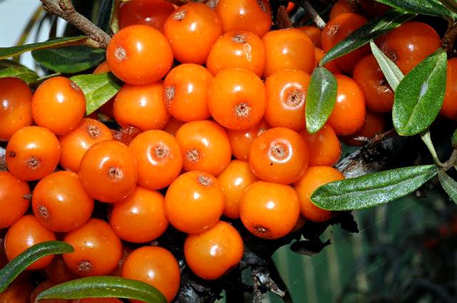 เก็บเกี่ยว