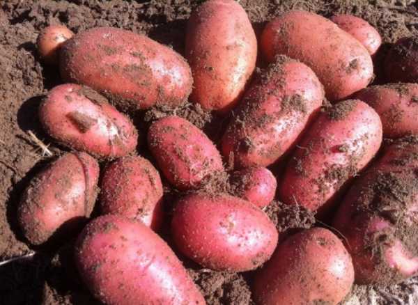 เกรดอุณหภูมิ