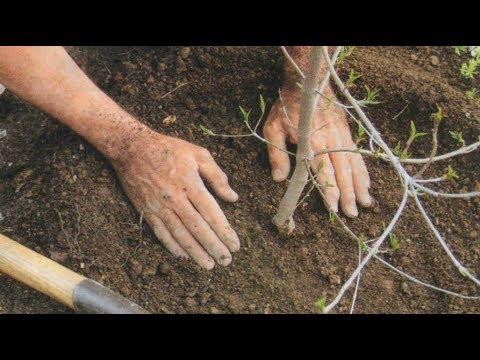 การปลูกเชอร์รี่