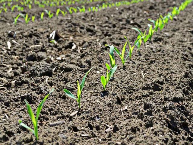 การทำให้ข้าวโพดบางลง