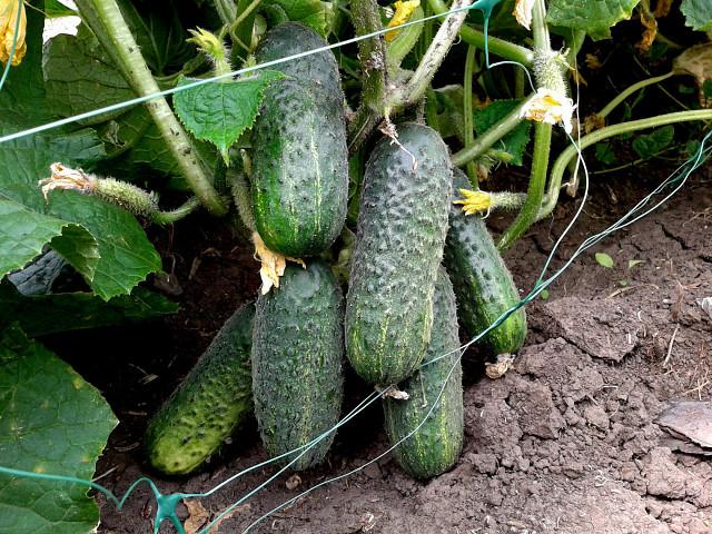 พันธุ์อเล็กเซวิช