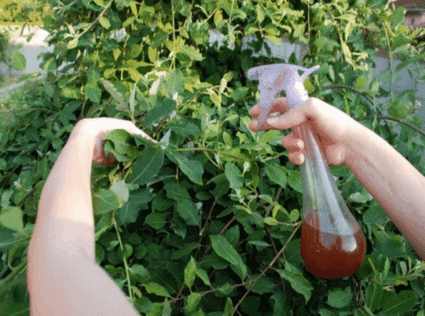 การควบคุมศัตรูพืช