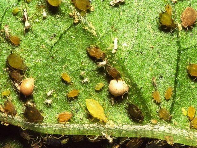 ศัตรูพืชเชอร์รี่