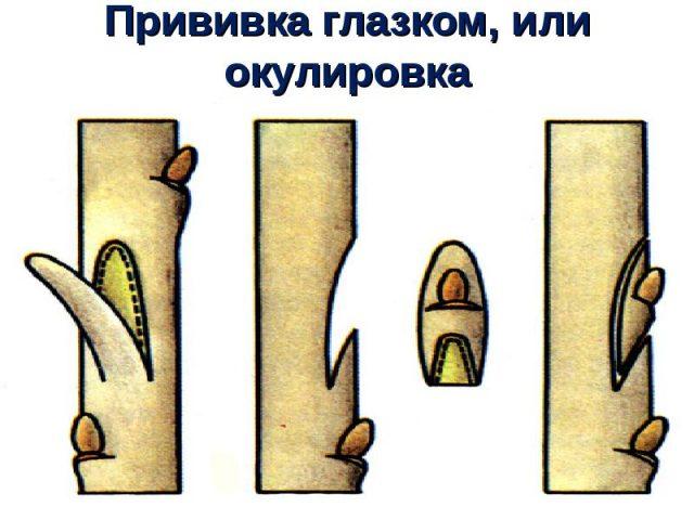 propagation de l'épine-vinette