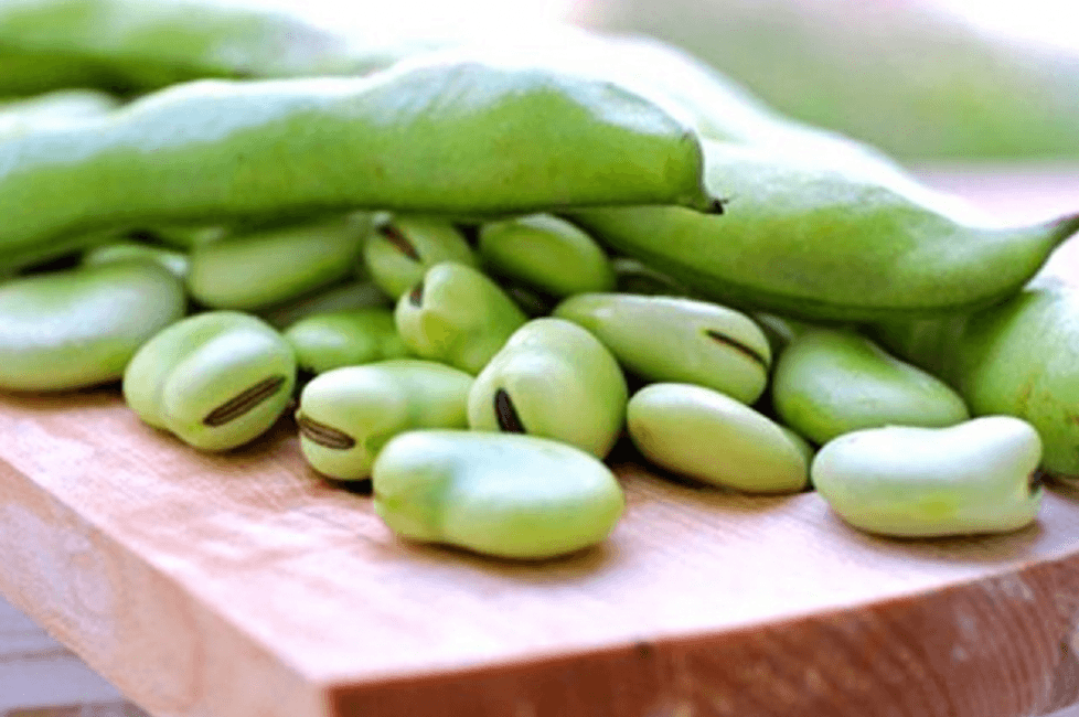 ถั่วฟาวา