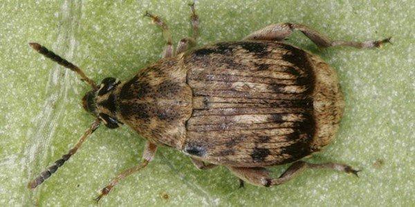 ด้วงงวงถั่ว