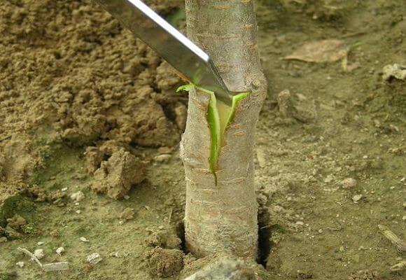 accroché à l'écorce
