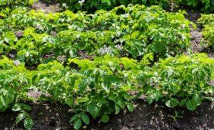 คำอธิบายพันธุ์มันฝรั่ง Sorkodnevka การปลูกและการดูแล ควรขุดเมื่อใด