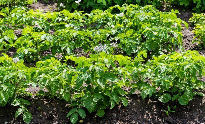 ต้นมันฝรั่ง