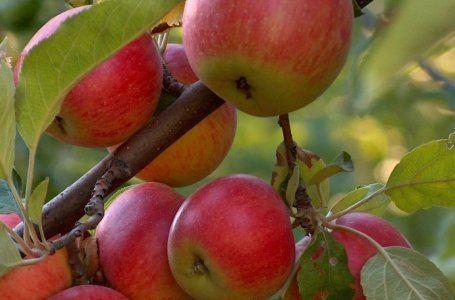 แอปเปิ้ลสุก