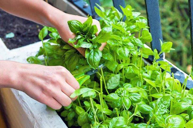 เก็บเกี่ยว