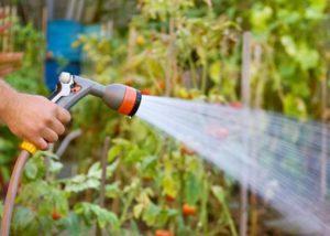 การรดน้ำ