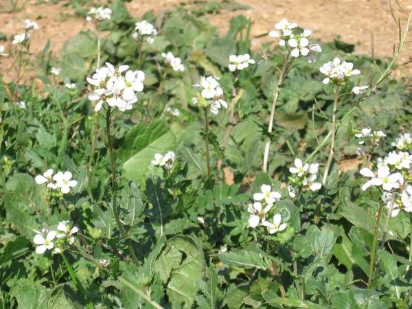 หัวไชเท้าน้ำมัน