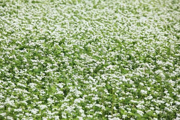 ทุ่งหัวไชเท้าปุ๋ยพืชสด