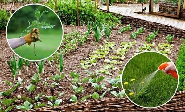 การทำลายซาร์นิก