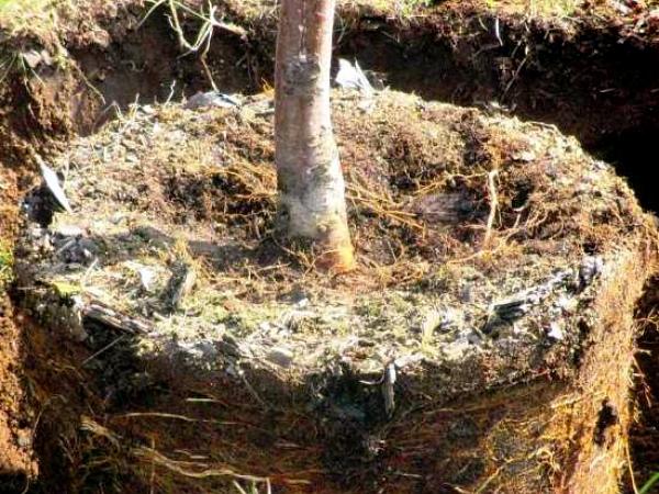 ต้นแอปเปิ้ลสูง