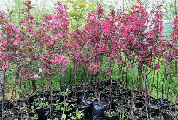 การขยายพันธุ์ต้นไม้