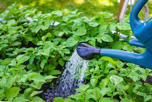 การรดน้ำมันฝรั่ง