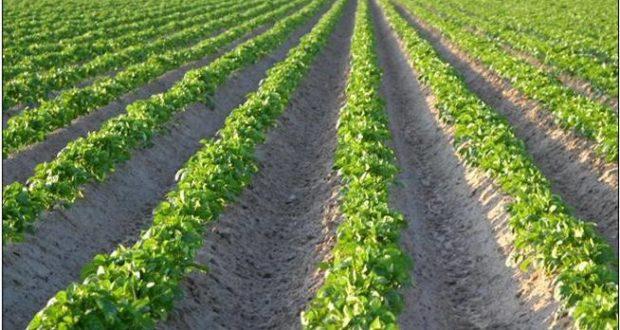 ทุ่งมันฝรั่ง