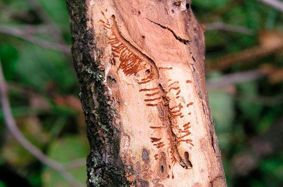 ศัตรูพืชต้นไม้