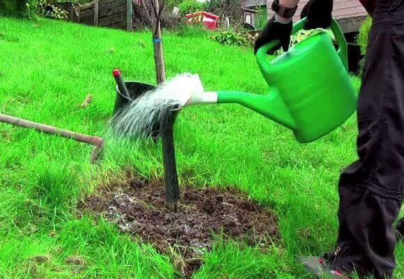 การรดน้ำต้นแอปเปิ้ล