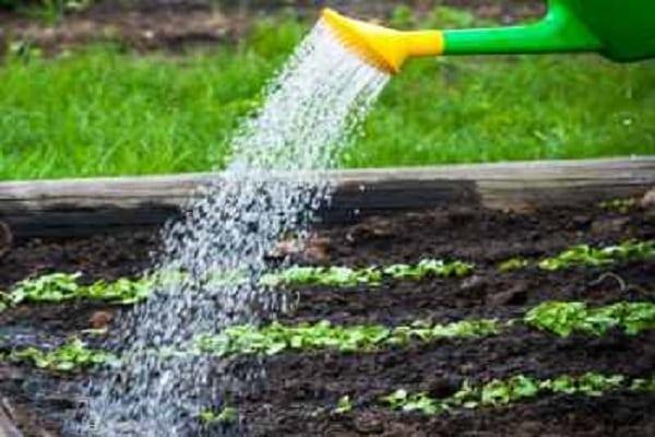 arroser avec un arrosoir