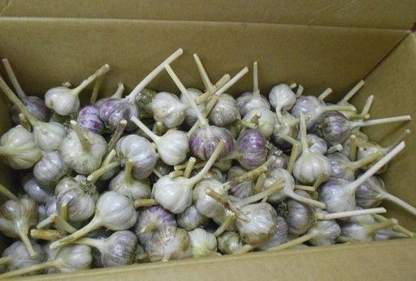 กระเทียมในกล่อง