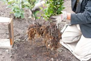 วิธีขยายพันธุ์ต้นแอปเปิลโดยใช้การปักชำในฤดูร้อนและไม่ต้องเสียบยอด วิธีการออกราก