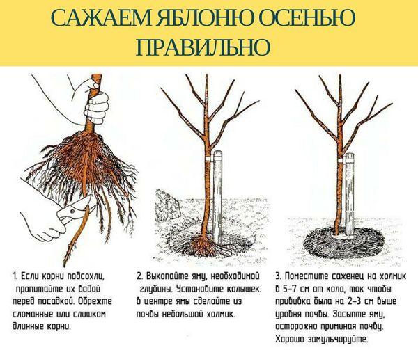 การปลูกในฤดูใบไม้ร่วง