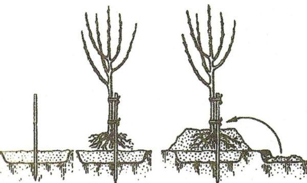 การปลูกต้นกล้า