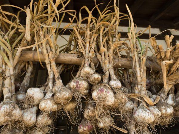 การตากผ้าบนถนน