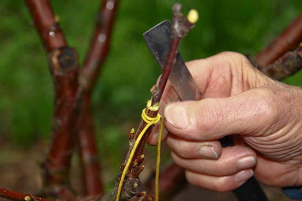 ต้นตอต้นแอปเปิล