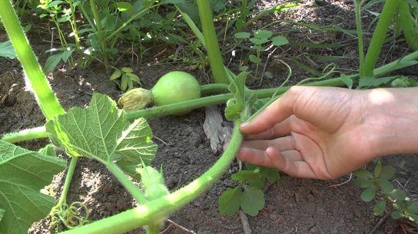 Formation d'une pastèque