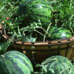 แตงโมสุก