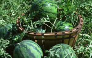 การเด็ดแตงโมในที่โล่งและเรือนกระจกอย่างถูกวิธี จำเป็นหรือไม่?