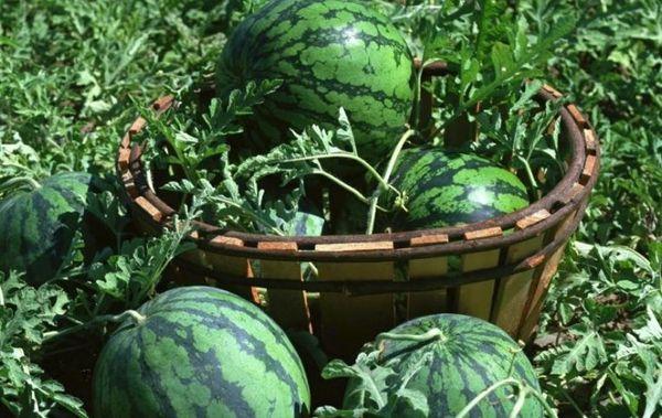 pastèques mûres