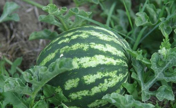 grosse pastèque