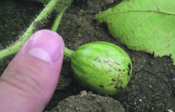 Pastèque dans une serre