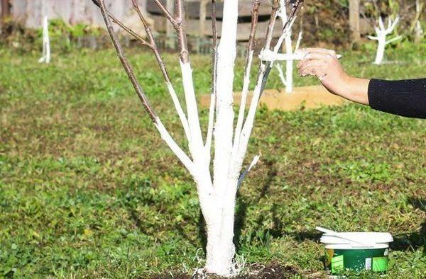 การฟอกขาวด้วยแอปริคอต