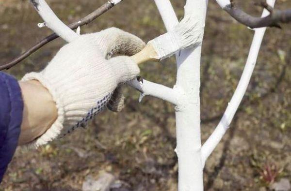 การฟอกขาวด้วยแอปริคอต