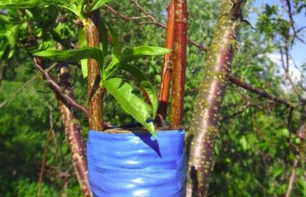 ต้นไม้ผูก