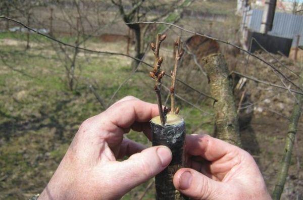 การแตกยอด