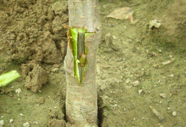 การเสียบยอดแอปริคอต