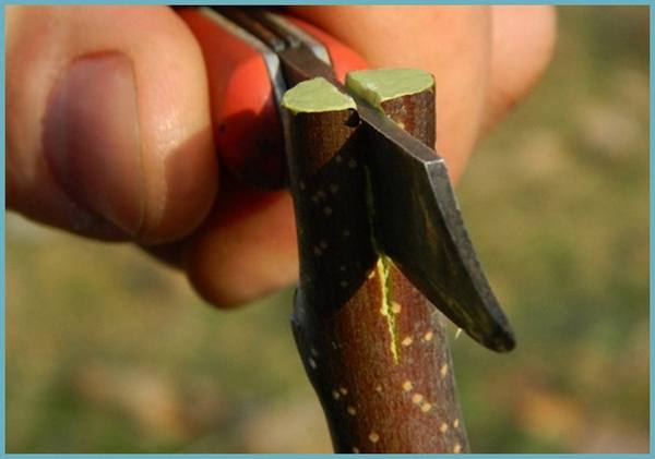 แยกลำต้น